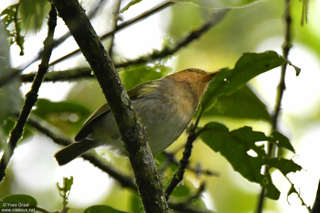 Pouillot à face rousse