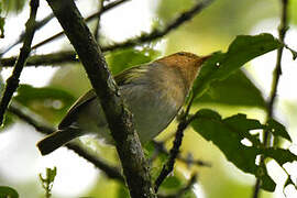 Red-faced Woodland Warbler