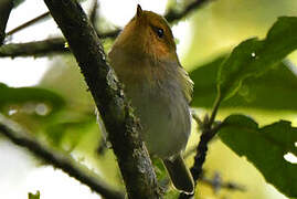 Red-faced Woodland Warbler