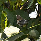 Prinia rayée