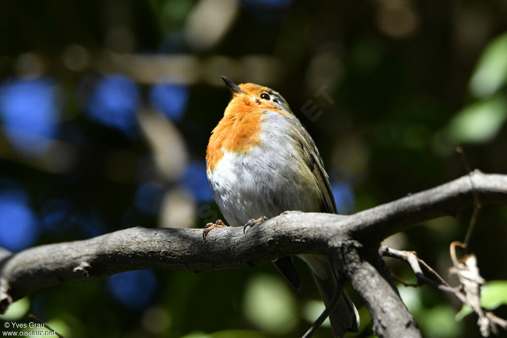 European Robin