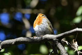 European Robin