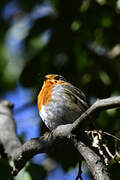 European Robin