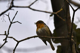 European Robin