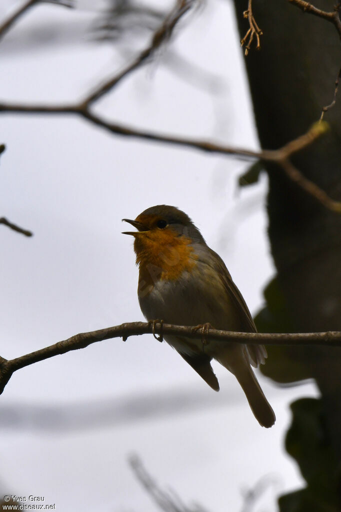 European Robin