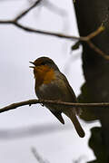 European Robin