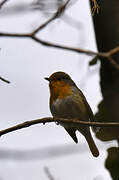 European Robin