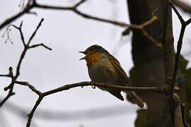 European Robin