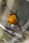 European Robin