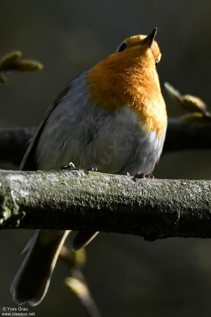 European Robin