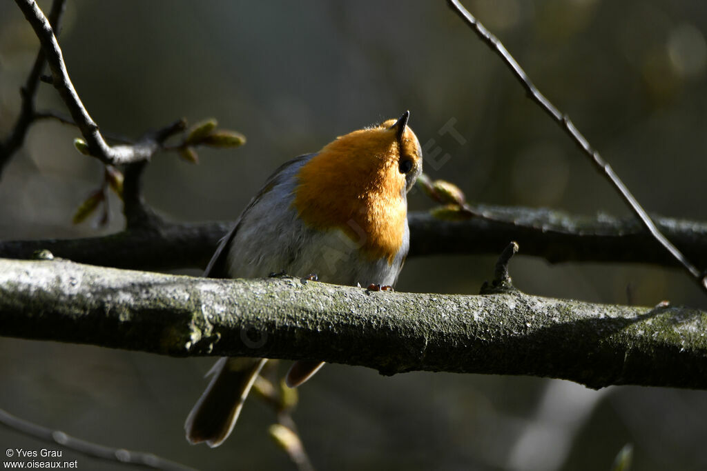European Robin