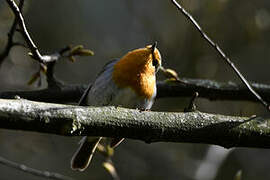 European Robin