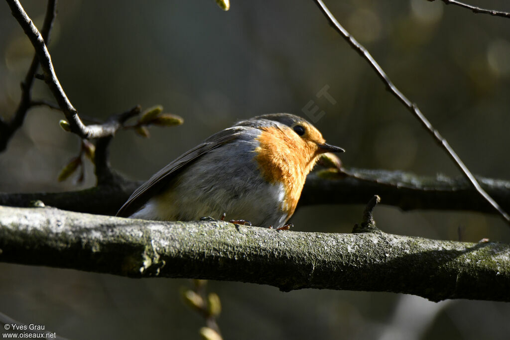 Rougegorge familier