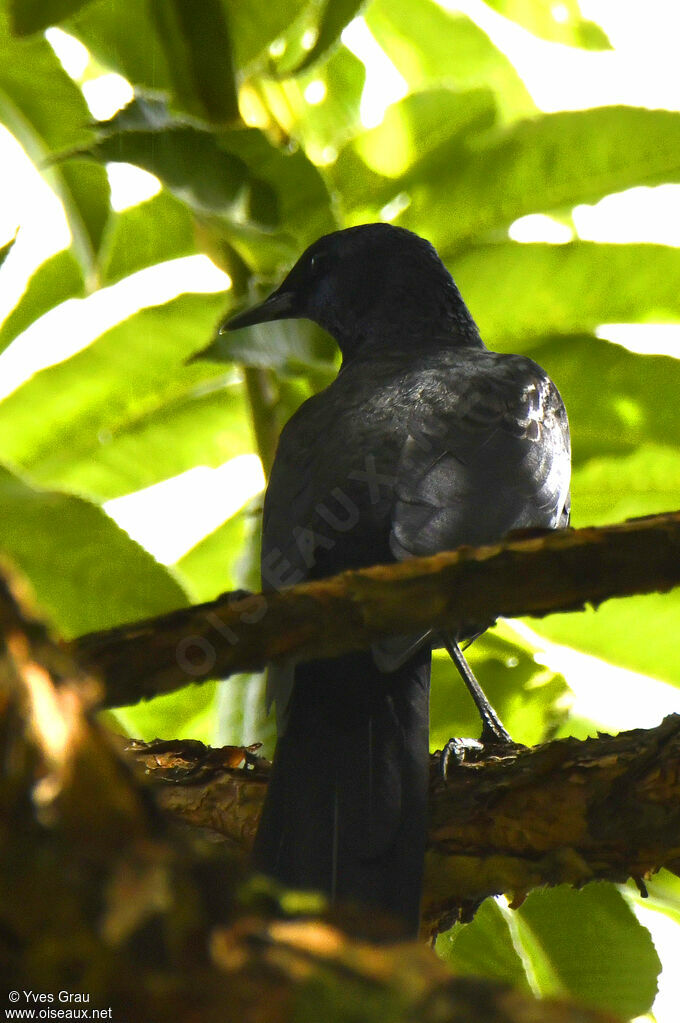 Slender-billed Starling