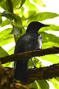 Slender-billed Starling