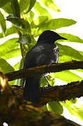 Slender-billed Starling