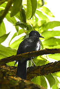 Slender-billed Starling