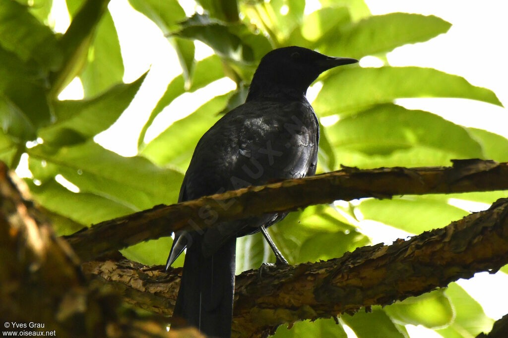 Slender-billed Starling