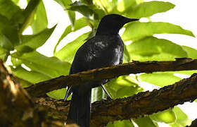 Slender-billed Starling