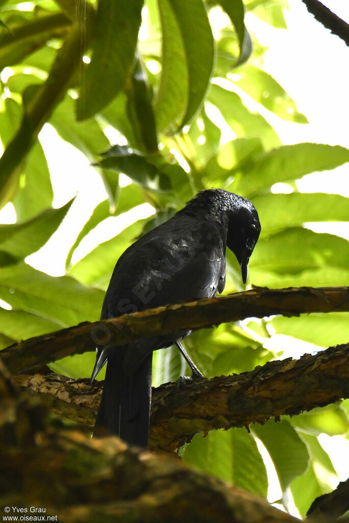 Slender-billed Starling