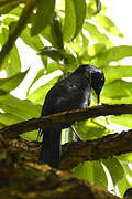 Slender-billed Starling