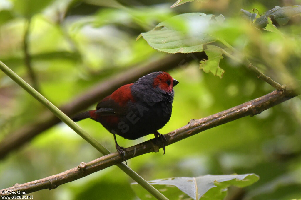 Dusky Crimsonwing