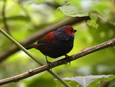 Dusky Crimsonwing