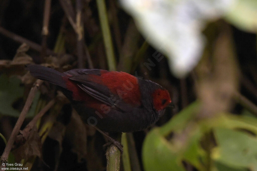 Dusky Crimsonwing