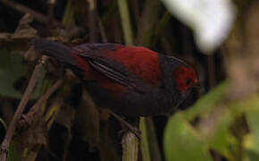 Dusky Crimsonwing