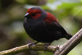 Dusky Crimsonwing