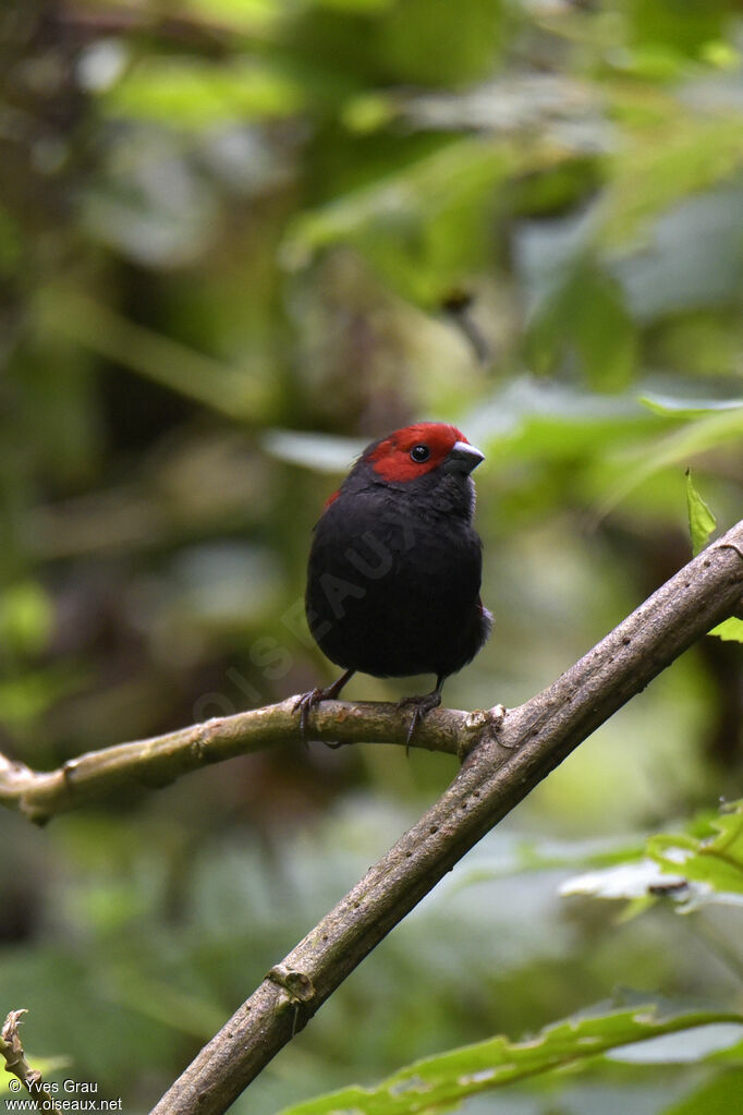 Dusky Crimsonwing