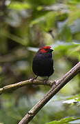 Dusky Crimsonwing