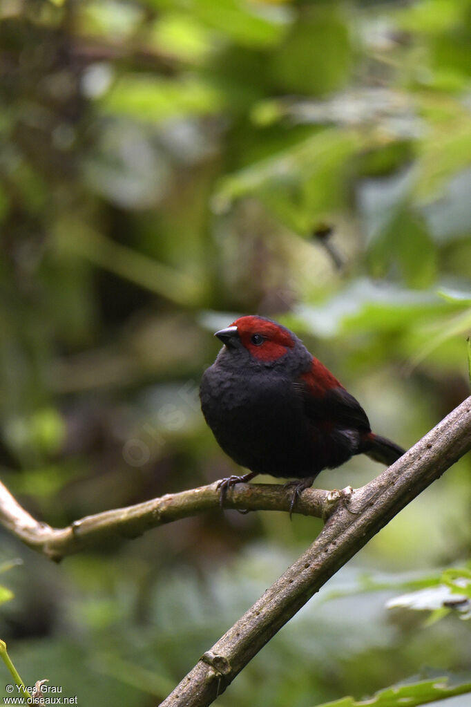 Dusky Crimsonwing