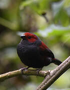 Dusky Crimsonwing