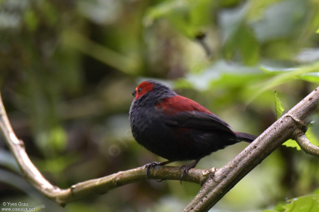 Dusky Crimsonwing