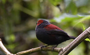 Dusky Crimsonwing