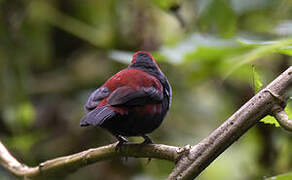 Dusky Crimsonwing