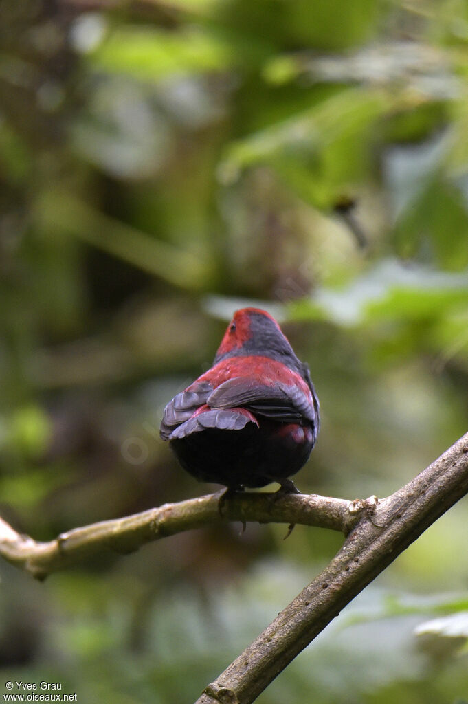 Dusky Crimsonwing