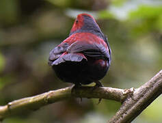 Dusky Crimsonwing