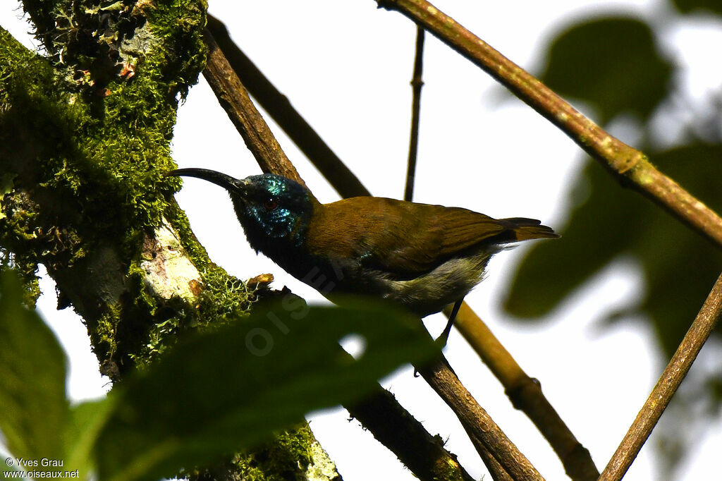 Blue-headed Sunbird