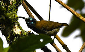 Blue-headed Sunbird