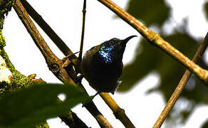 Blue-headed Sunbird