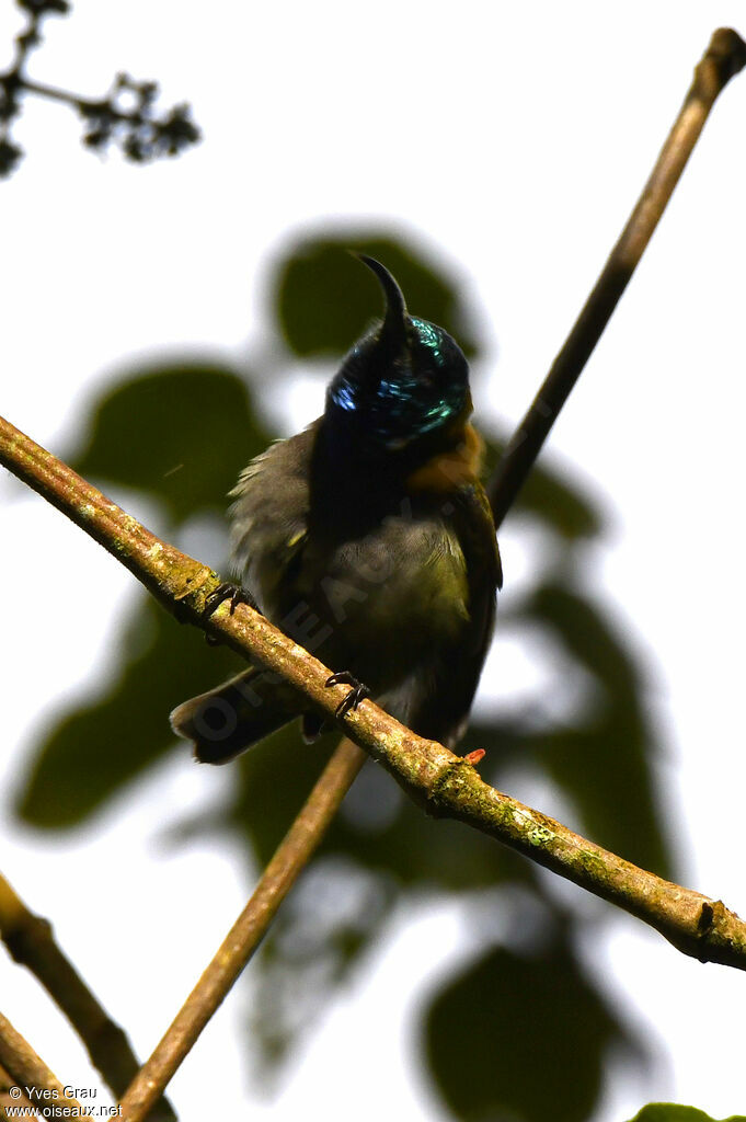 Blue-headed Sunbird