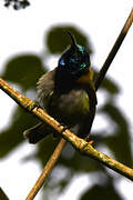 Blue-headed Sunbird