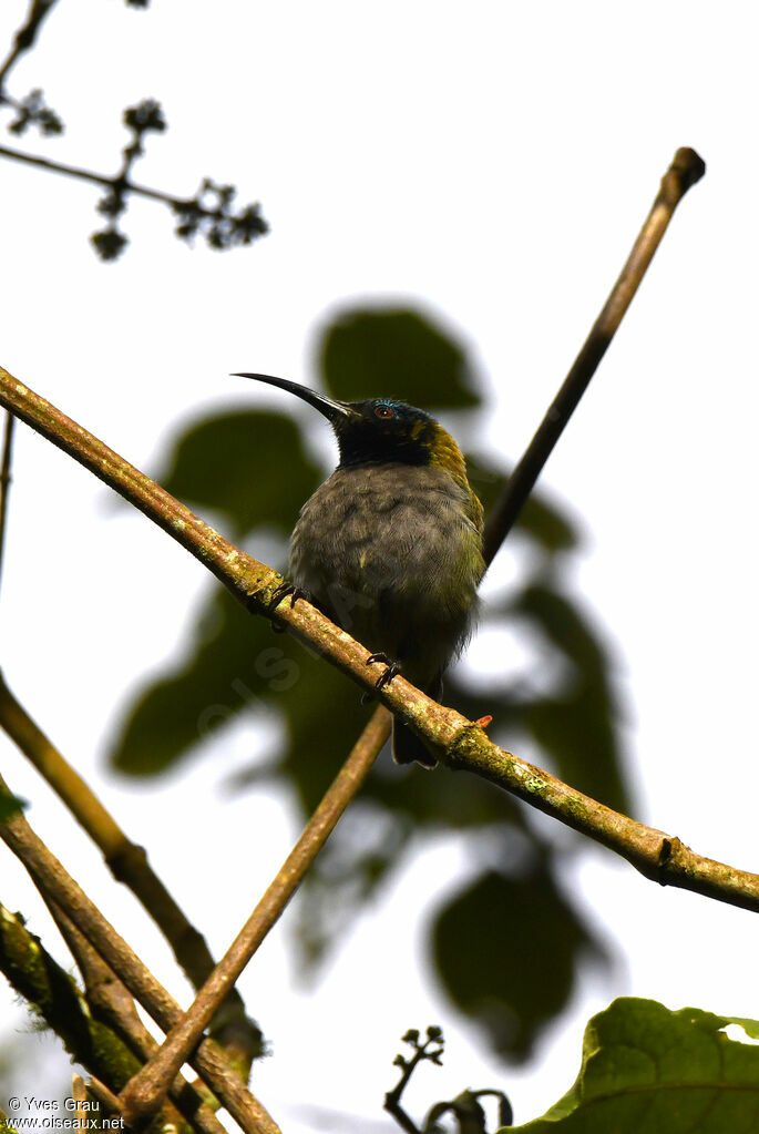 Blue-headed Sunbird