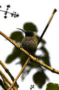 Blue-headed Sunbird