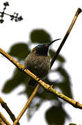 Blue-headed Sunbird