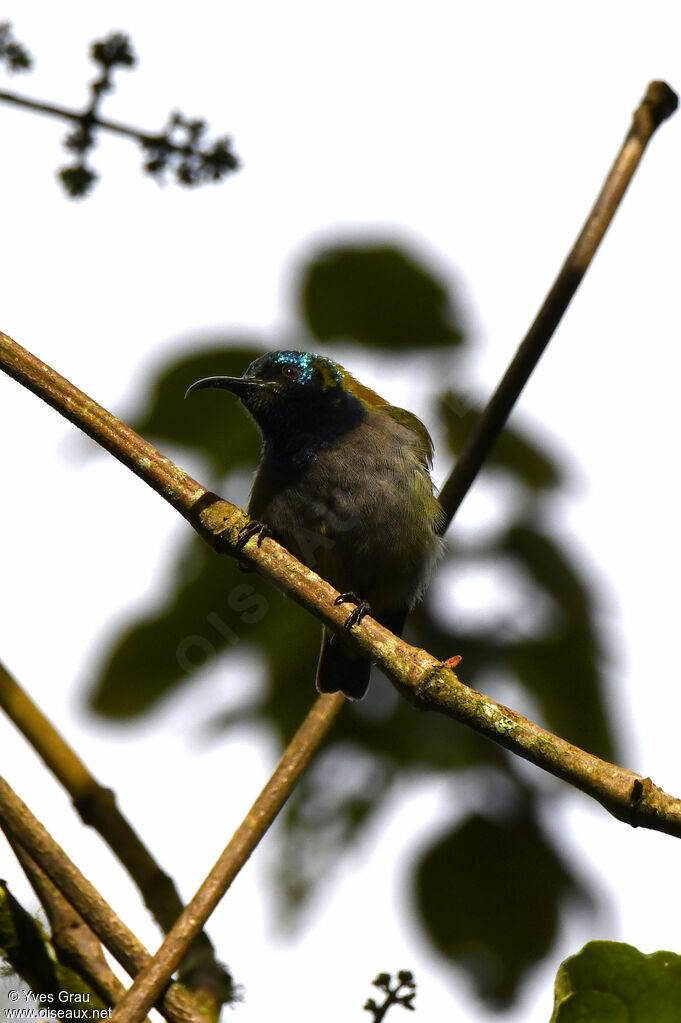 Blue-headed Sunbird