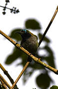 Blue-headed Sunbird
