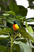 Regal Sunbird